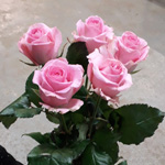 5 местных розовых роз